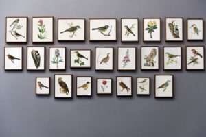 paintings of the birds on the wall