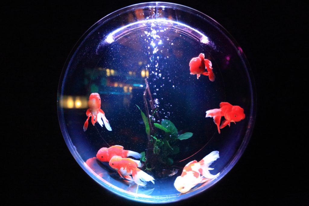 Image if a small aquarium
