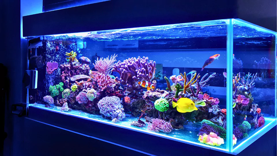 Moving an aquarium - why hire professionals?