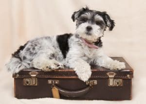 Dog laying on the suitcase