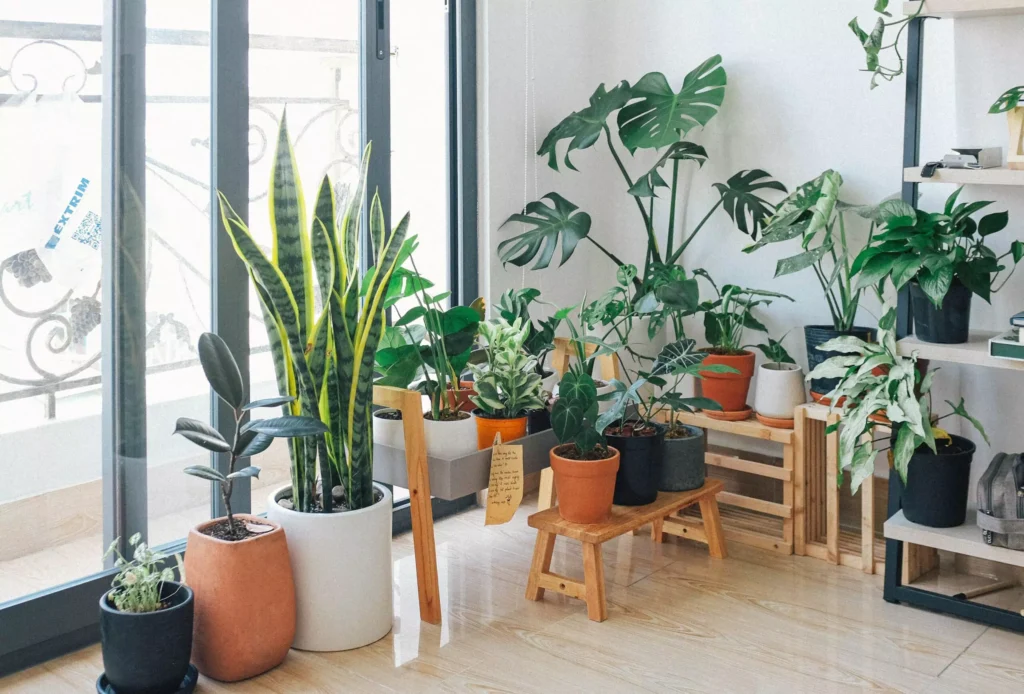 packing houseplants